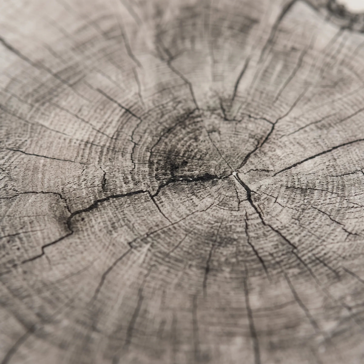 Arboria - Abstraktes Wandbild Mit Naturmotiv